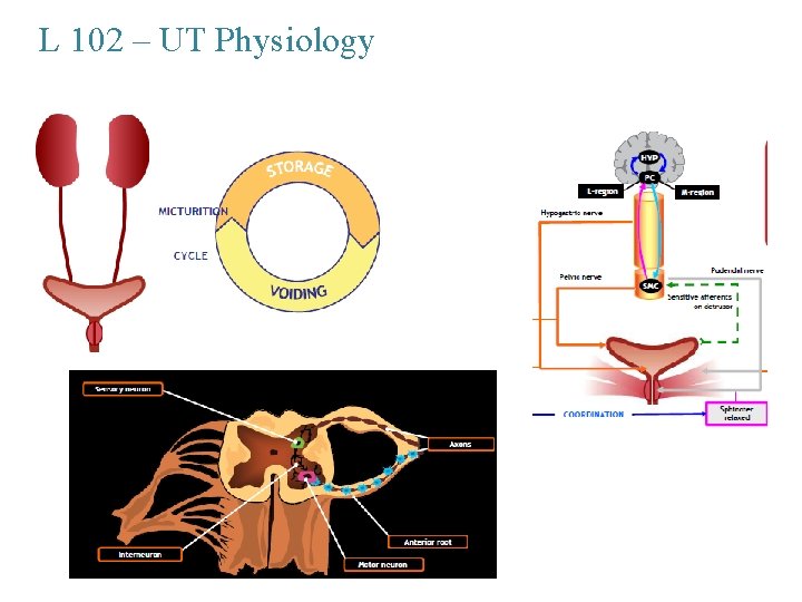 L 102 – UT Physiology 