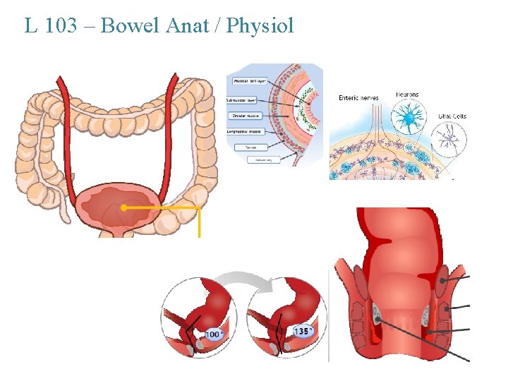 L 103 – Bowel Anat / Physiol 