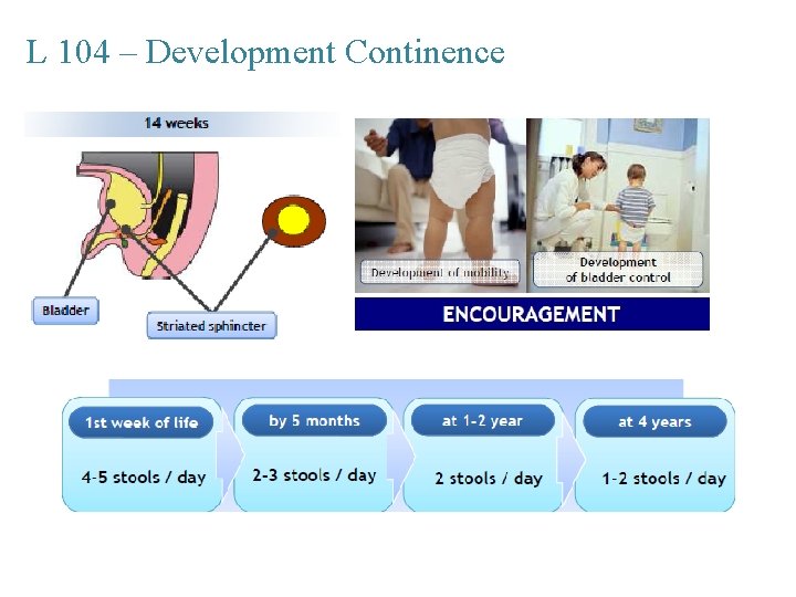 L 104 – Development Continence 