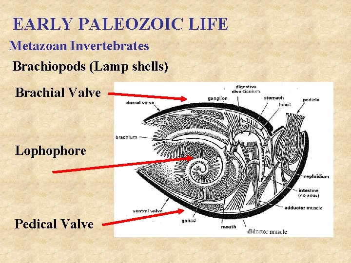 EARLY PALEOZOIC LIFE Metazoan Invertebrates Brachiopods (Lamp shells) Brachial Valve Lophophore Pedical Valve 
