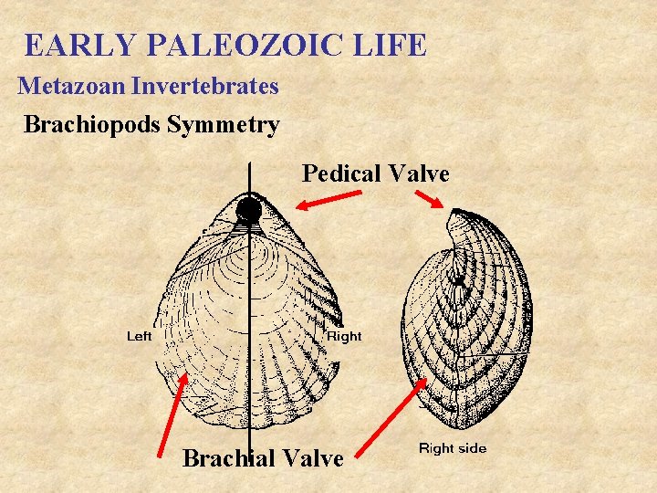 EARLY PALEOZOIC LIFE Metazoan Invertebrates Brachiopods Symmetry Pedical Valve Brachial Valve 
