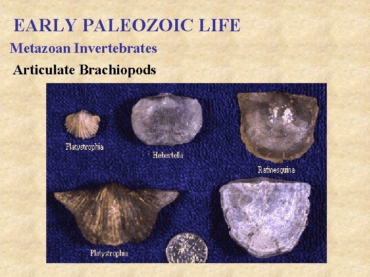 EARLY PALEOZOIC LIFE Metazoan Invertebrates Articulate Brachiopods 