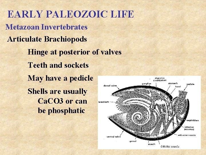 EARLY PALEOZOIC LIFE Metazoan Invertebrates Articulate Brachiopods Hinge at posterior of valves Teeth and