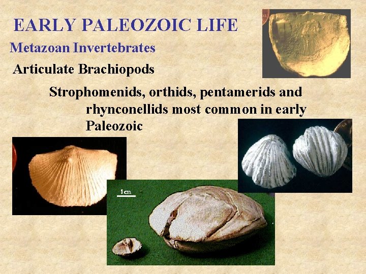 EARLY PALEOZOIC LIFE Metazoan Invertebrates Articulate Brachiopods Strophomenids, orthids, pentamerids and rhynconellids most common