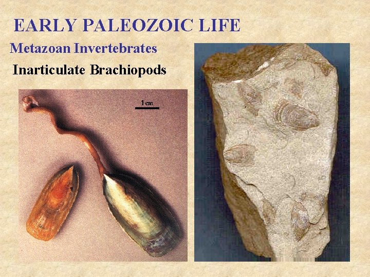 EARLY PALEOZOIC LIFE Metazoan Invertebrates Inarticulate Brachiopods 