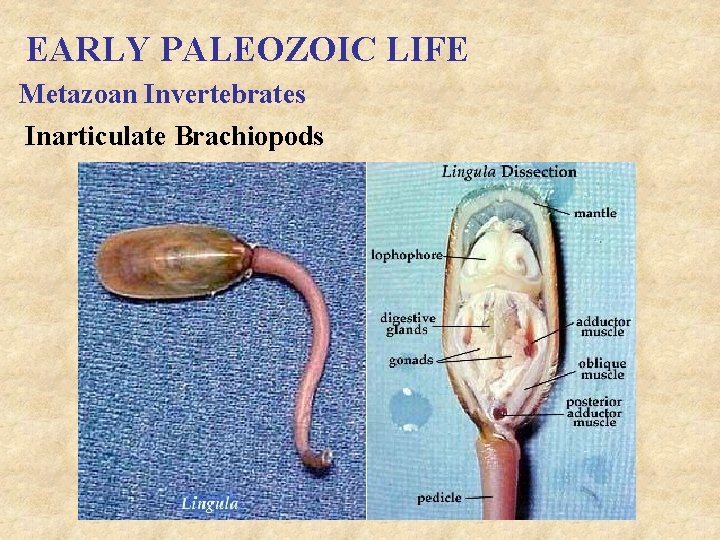 EARLY PALEOZOIC LIFE Metazoan Invertebrates Inarticulate Brachiopods 