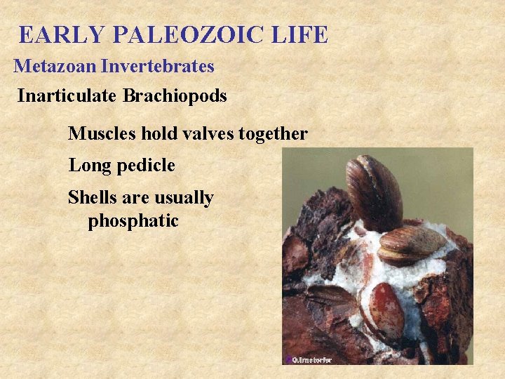 EARLY PALEOZOIC LIFE Metazoan Invertebrates Inarticulate Brachiopods Muscles hold valves together Long pedicle Shells