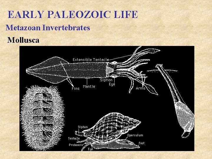EARLY PALEOZOIC LIFE Metazoan Invertebrates Mollusca 