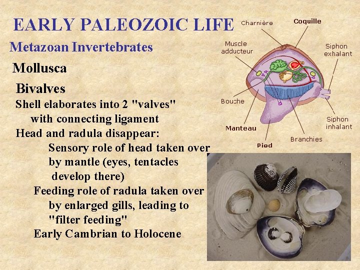 EARLY PALEOZOIC LIFE Metazoan Invertebrates Mollusca Bivalves Shell elaborates into 2 "valves" with connecting