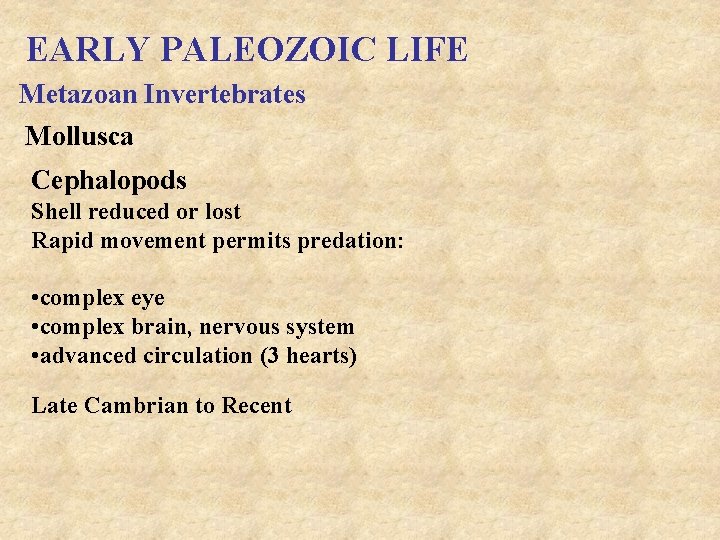 EARLY PALEOZOIC LIFE Metazoan Invertebrates Mollusca Cephalopods Shell reduced or lost Rapid movement permits