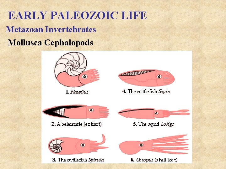 EARLY PALEOZOIC LIFE Metazoan Invertebrates Mollusca Cephalopods 