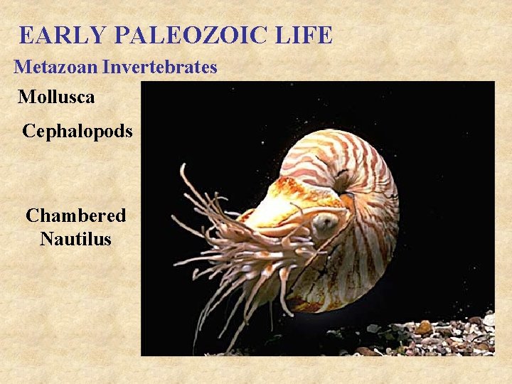 EARLY PALEOZOIC LIFE Metazoan Invertebrates Mollusca Cephalopods Chambered Nautilus 