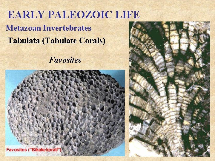EARLY PALEOZOIC LIFE Metazoan Invertebrates Tabulata (Tabulate Corals) Favosites 