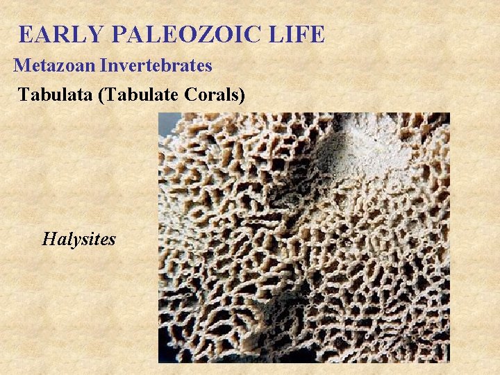 EARLY PALEOZOIC LIFE Metazoan Invertebrates Tabulata (Tabulate Corals) Halysites 