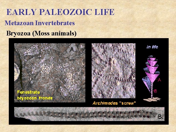 EARLY PALEOZOIC LIFE Metazoan Invertebrates Bryozoa (Moss animals) 