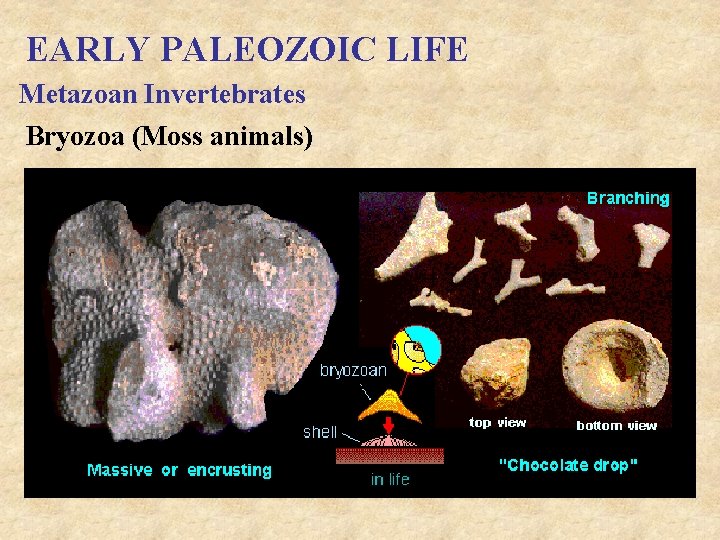 EARLY PALEOZOIC LIFE Metazoan Invertebrates Bryozoa (Moss animals) 
