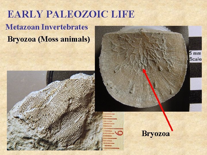 EARLY PALEOZOIC LIFE Metazoan Invertebrates Bryozoa (Moss animals) Bryozoa 