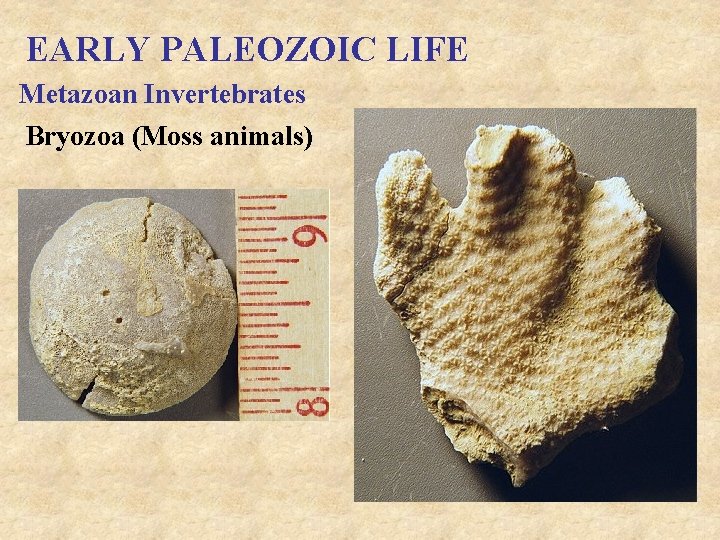 EARLY PALEOZOIC LIFE Metazoan Invertebrates Bryozoa (Moss animals) 