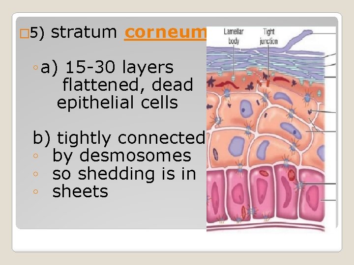 � 5) stratum corneum ◦ a) 15 -30 layers flattened, dead epithelial cells b) � 5) stratum corneum ◦ a) 15 -30 layers flattened, dead epithelial cells b)