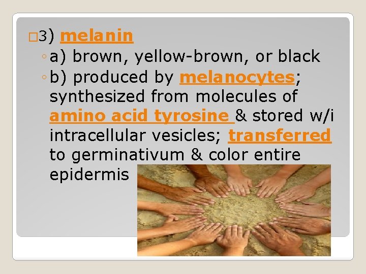 � 3) melanin ◦ a) brown, yellow-brown, or black ◦ b) produced by melanocytes; � 3) melanin ◦ a) brown, yellow-brown, or black ◦ b) produced by melanocytes;