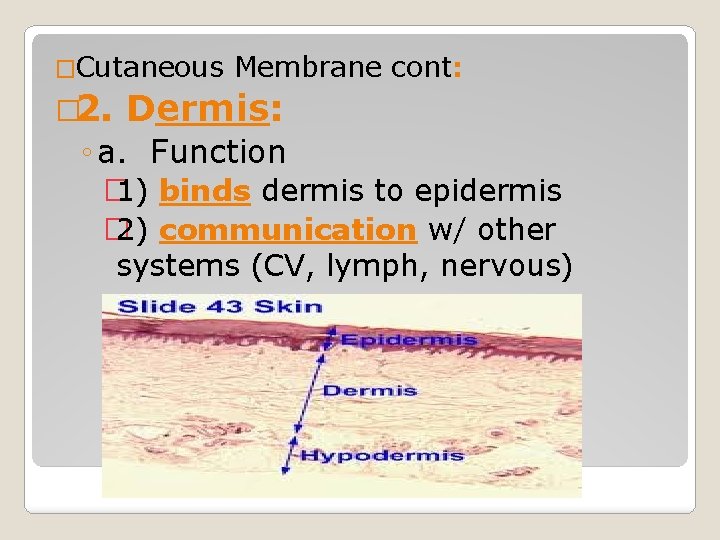 �Cutaneous � 2. Membrane cont: Dermis: ◦ a. Function � 1) binds dermis to �Cutaneous � 2. Membrane cont: Dermis: ◦ a. Function � 1) binds dermis to