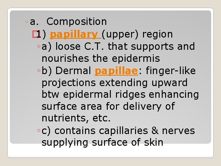 ◦ a. Composition � 1) papillary (upper) region ◦ a) loose C. T. that ◦ a. Composition � 1) papillary (upper) region ◦ a) loose C. T. that
