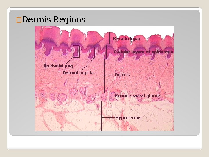 �Dermis Regions �Dermis Regions