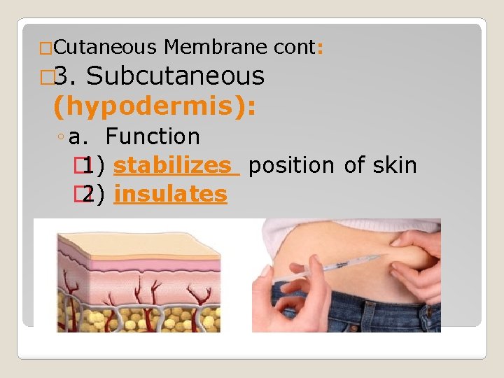 �Cutaneous Membrane cont: � 3. Subcutaneous (hypodermis): ◦ a. Function � 1) stabilizes position �Cutaneous Membrane cont: � 3. Subcutaneous (hypodermis): ◦ a. Function � 1) stabilizes position