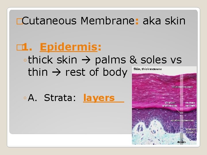�Cutaneous Membrane: aka skin � 1. Epidermis: ◦ thick skin palms & soles vs �Cutaneous Membrane: aka skin � 1. Epidermis: ◦ thick skin palms & soles vs