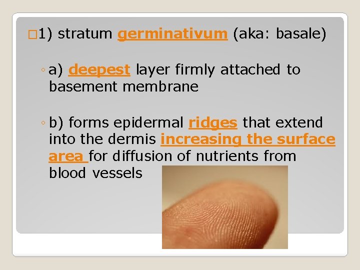 � 1) stratum germinativum (aka: basale) ◦ a) deepest layer firmly attached to basement � 1) stratum germinativum (aka: basale) ◦ a) deepest layer firmly attached to basement