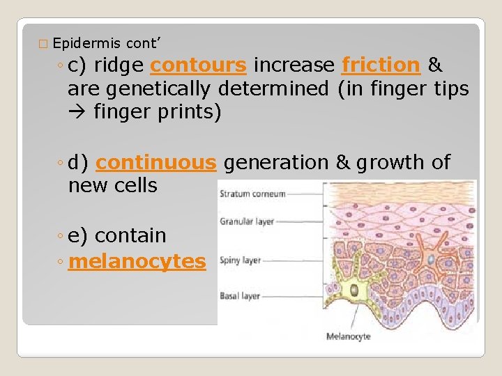 � Epidermis cont’ ◦ c) ridge contours increase friction & are genetically determined (in � Epidermis cont’ ◦ c) ridge contours increase friction & are genetically determined (in