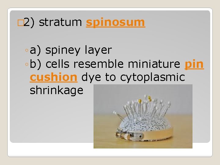 � 2) stratum spinosum ◦ a) spiney layer ◦ b) cells resemble miniature pin � 2) stratum spinosum ◦ a) spiney layer ◦ b) cells resemble miniature pin