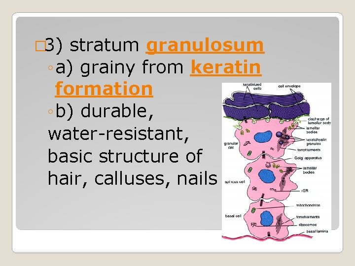 � 3) stratum granulosum ◦ a) grainy from keratin formation ◦ b) durable, water-resistant, � 3) stratum granulosum ◦ a) grainy from keratin formation ◦ b) durable, water-resistant,