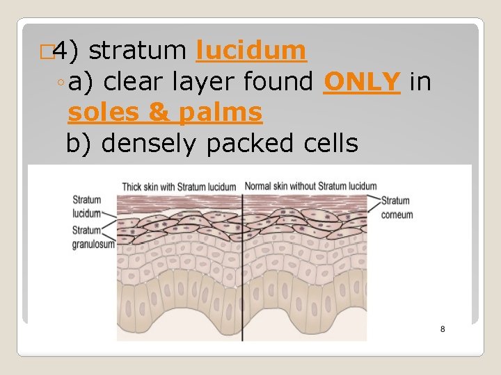 � 4) stratum lucidum ◦ a) clear layer found ONLY in soles & palms � 4) stratum lucidum ◦ a) clear layer found ONLY in soles & palms