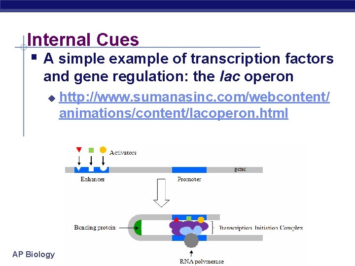 Internal Cues § A simple example of transcription factors and gene regulation: the lac