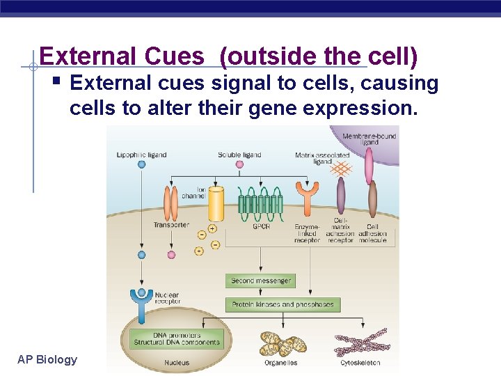 External Cues (outside the cell) § External cues signal to cells, causing cells to
