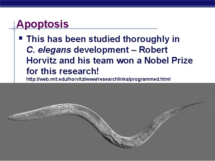 Apoptosis § This has been studied thoroughly in C. elegans development – Robert Horvitz