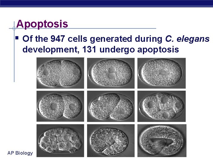 Apoptosis § Of the 947 cells generated during C. elegans development, 131 undergo apoptosis