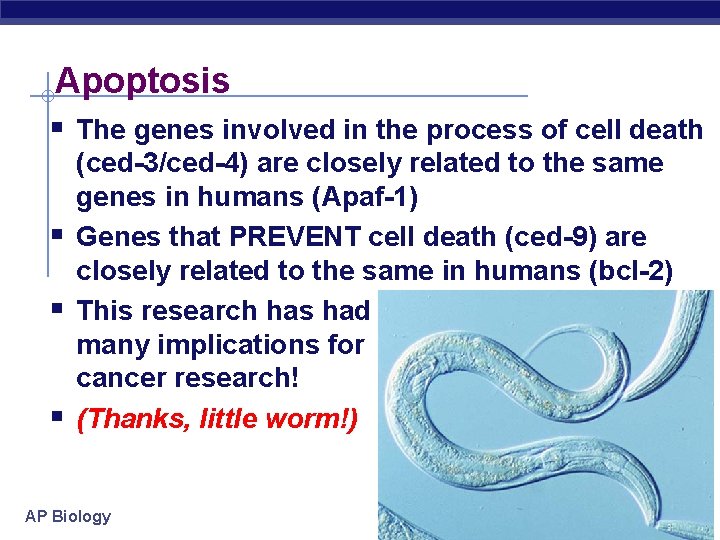 Apoptosis § The genes involved in the process of cell death § § §