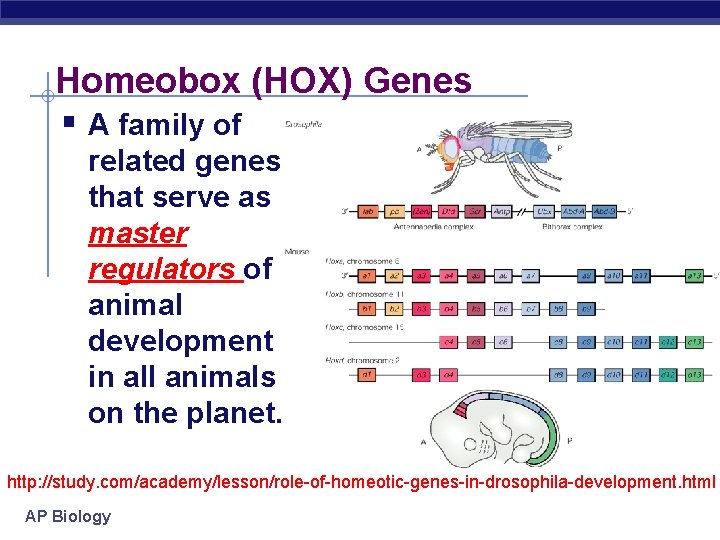 Homeobox (HOX) Genes § A family of related genes that serve as master regulators