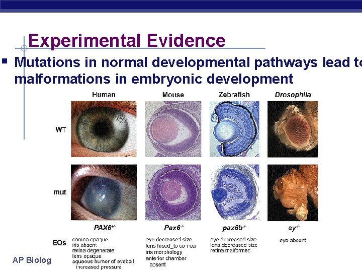 Experimental Evidence § Mutations in normal developmental pathways lead to malformations in embryonic development
