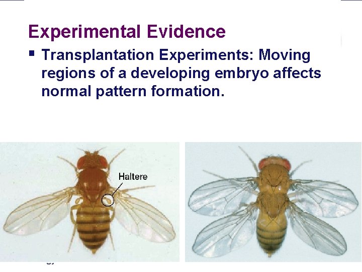 Experimental Evidence § Transplantation Experiments: Moving regions of a developing embryo affects normal pattern