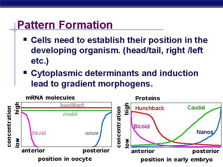 Pattern Formation § Cells need to establish their position in the § developing organism.