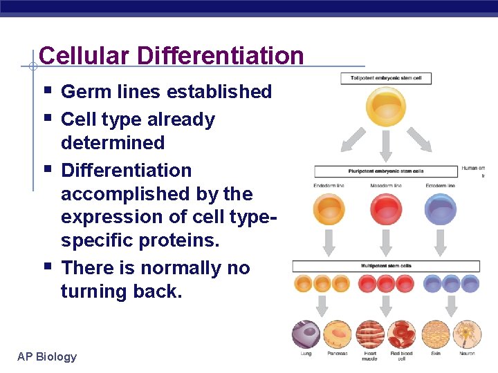 Cellular Differentiation § Germ lines established § Cell type already § § determined Differentiation