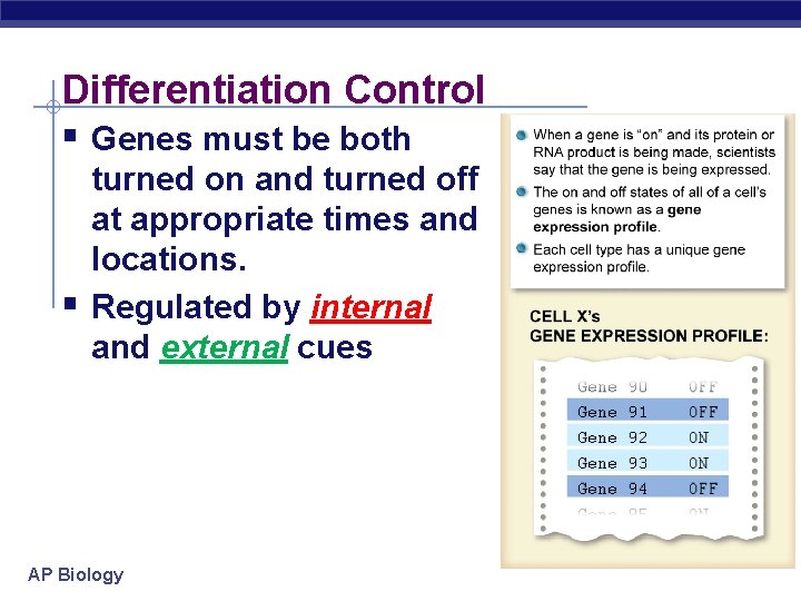 Differentiation Control § Genes must be both § turned on and turned off at