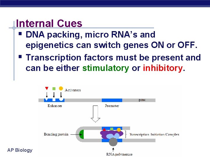 Internal Cues § DNA packing, micro RNA’s and § epigenetics can switch genes ON