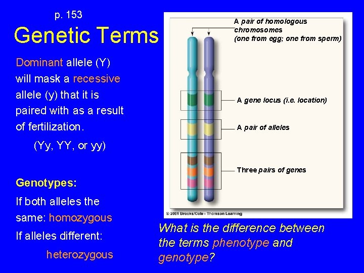 p. 153 Genetic Terms Dominant allele (Y) will mask a recessive allele (y) that