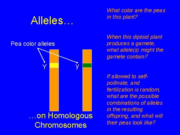 What color are the peas in this plant? Alleles… When this diploid plant produces