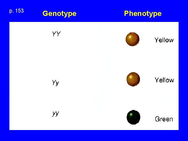 p. 153 Genotype Phenotype 