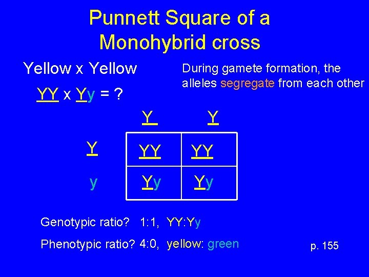 Punnett Square of a Monohybrid cross Yellow x Yellow During gamete formation, the alleles
